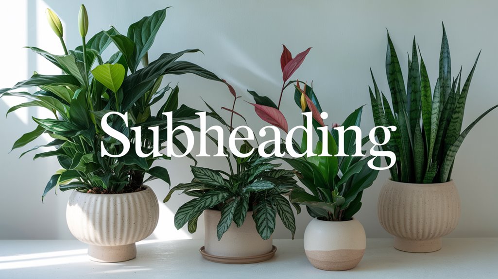 air purifying housewarming plants