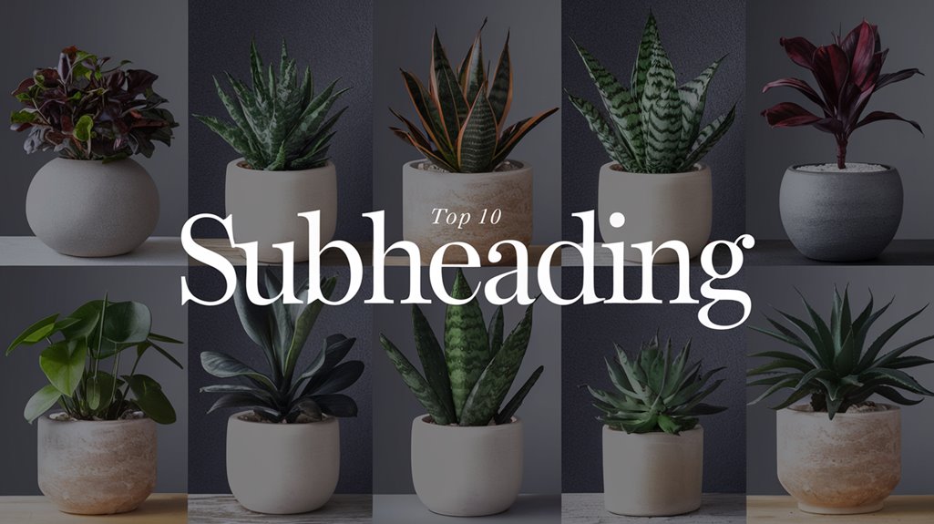 air purifying plant gift ideas