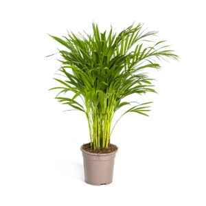 Areca Palm (Dypsis lutescens) - Ø19cm (H: 80-100cm)