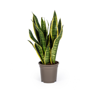 Snake Plant 'Futura Superba' (Sansevieria trifasciata) - Ø17cm (H: 55cm)