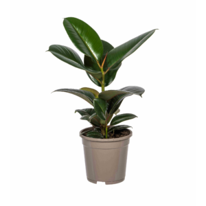 Rubber Plant 'Robusta' (Ficus elastica) - Ø17cm (H: 50-60cm)
