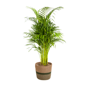 Areca Palm (Dypsis lutescens) in Woven Brown Pot - Ø21cm (H: 100-120cm)