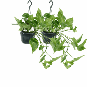 Pothos Duo (Epipremnum aureum) - Ø15cm (H: 25cm)