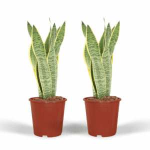 Duo Snake Plant 'Laurentii' (Sansevieria trifasciata) - Ø14cm (H: 40cm)