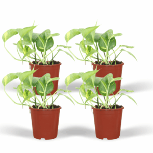 Golden Pothos (Epipremnum aureum) - Set of 4 - Ø12cm (H: 20cm)