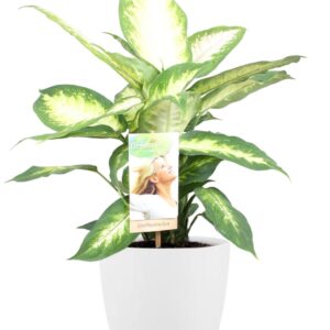 Dumb Cane 'Camilla' (Dieffenbachia camilla) in Ceramic White Pot - Ø17cm (H: 45cm)