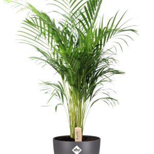 Palm 'Areca' (Dypsis lutescens) in Pot Brussels Gray - Ø24cm (H: 110cm)