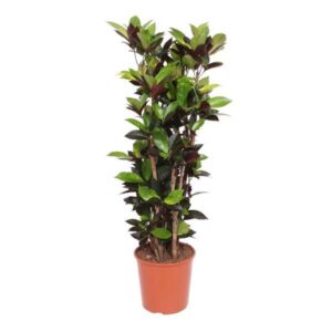 Croton 'Iceton' (Codiaeum variegatum) - (H: 140cm)