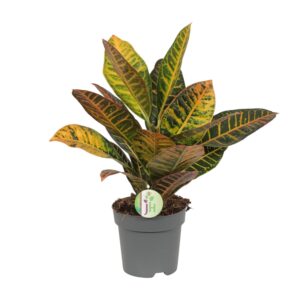 Croton 'Petra' (Codiaeum variegatum) - Ø17cm (H: 45cm)