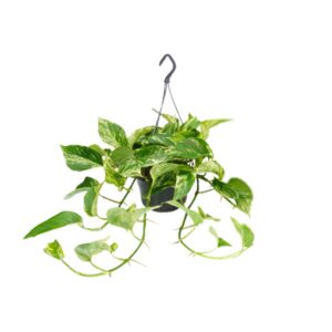Marble Queen Pothos (Epipremnum aureum) - Ø15cm (H: 25cm)