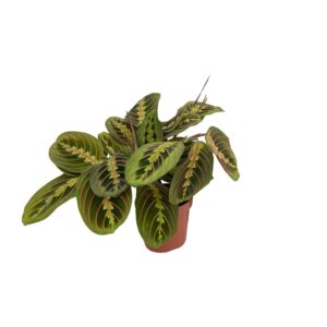 Arrowroot 'Fascinator' (Maranta fascinator) - Ø12cm (H: 20cm)