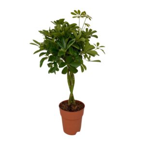 Umbrella Tree (Schefflera arboricola) - Ø19cm (H: 80cm)