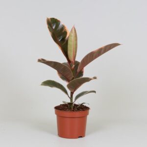 Rubber Plant 'Belize' (Ficus elastica) - Ø12cm (H: 30cm)