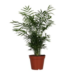 Palm (Chamaedorea elegans) - Ø17cm (H: 55cm)