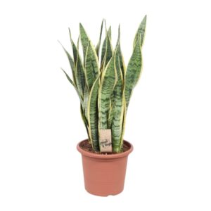 Snake Plant 'Laurentii' (Sansevieria trifasciata) - Ø25cm (H: 85cm)