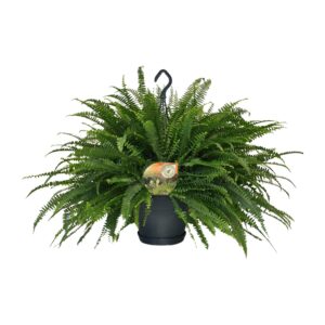 Fern 'Green Lady' (Nephrolepis exaltata) - Ø20cm (H: 60cm)