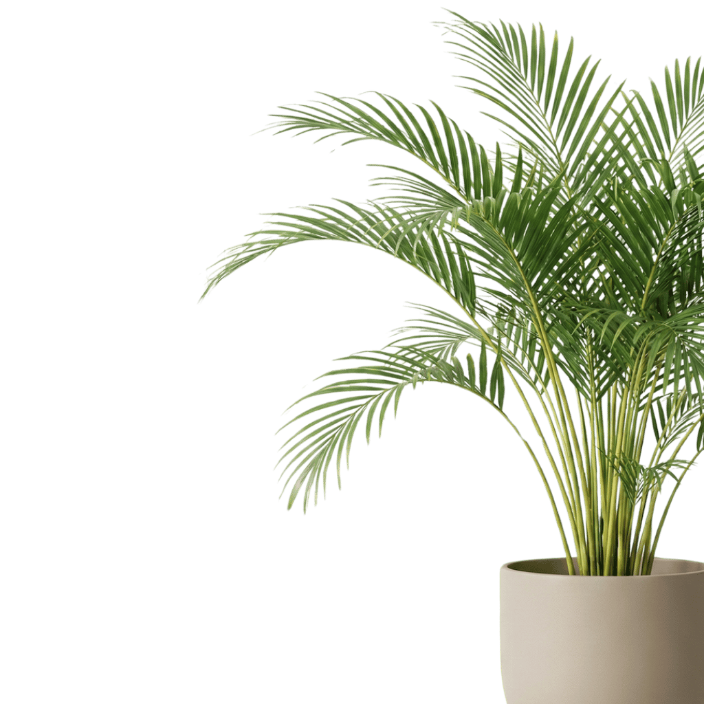 areca palm footer right
