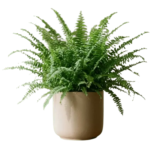 Boston fern