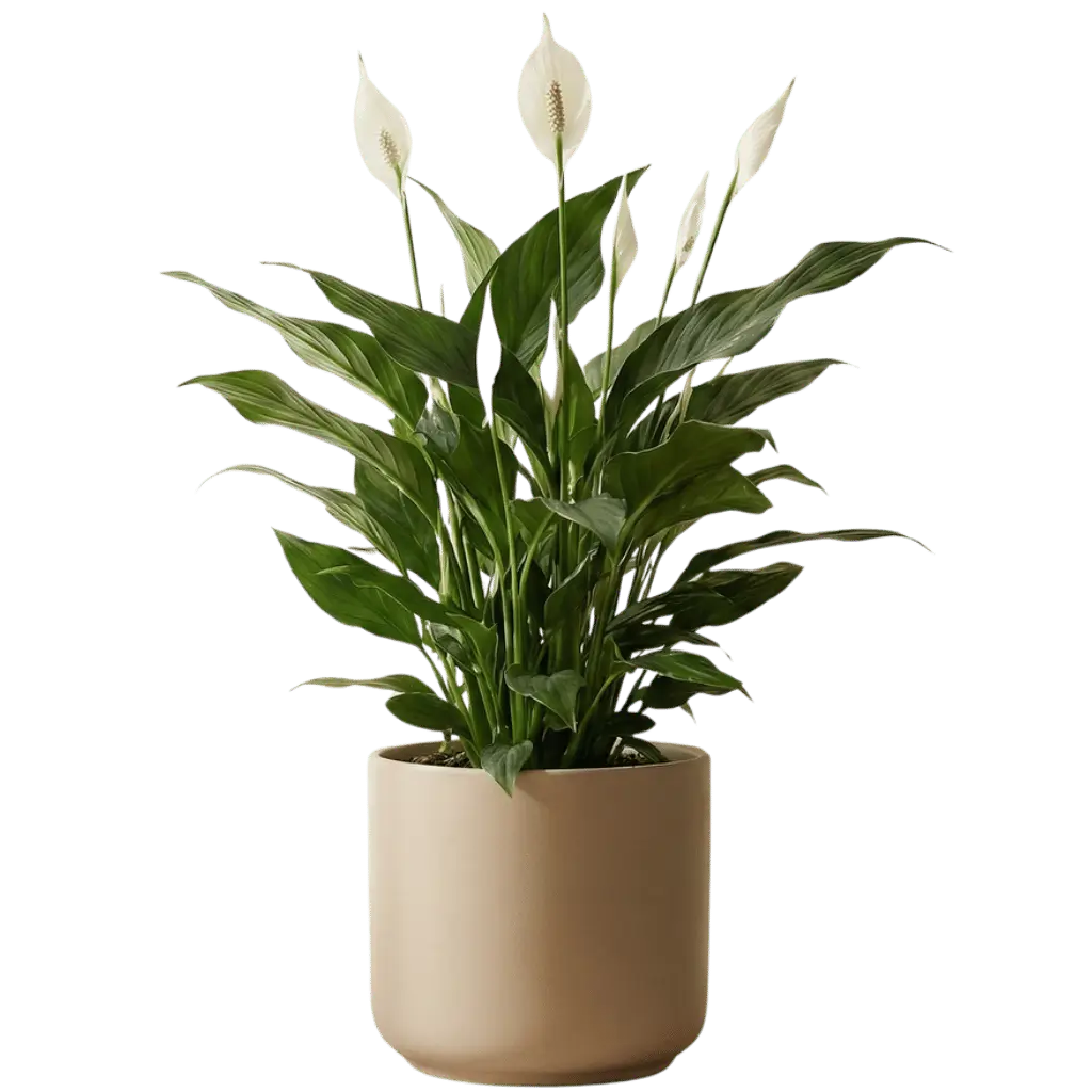 peace lily (spathiphyllum)