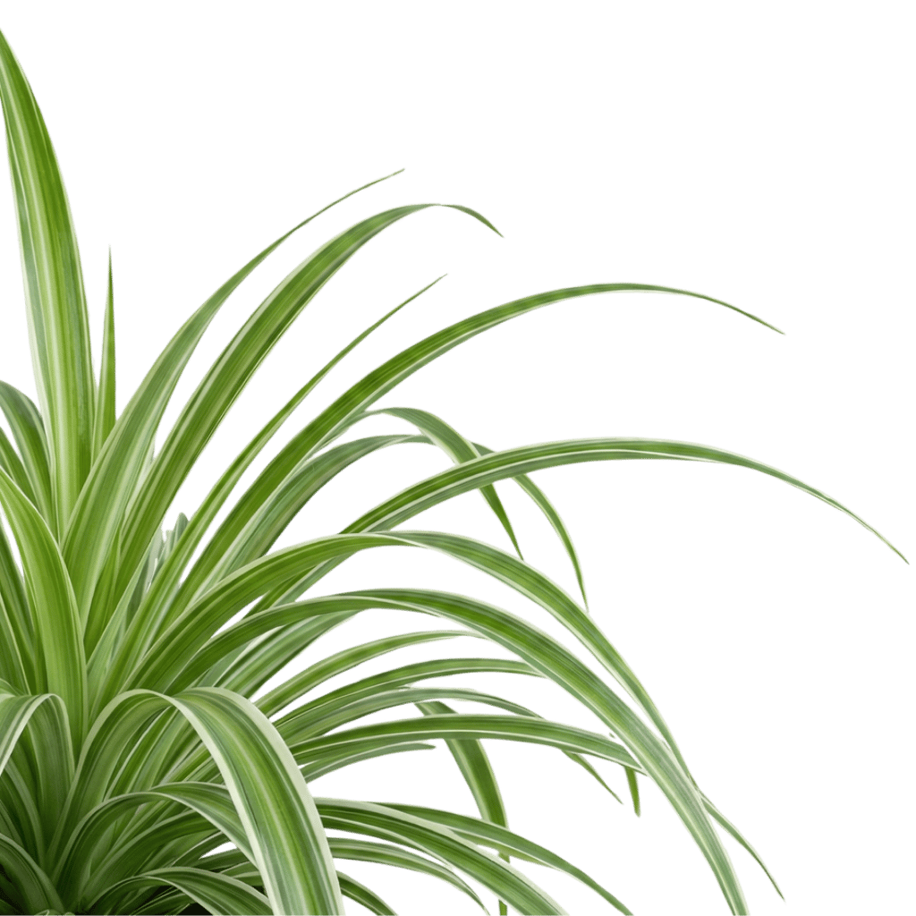 spider plant (Chlorophytum comosum) footer left